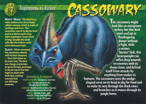 weird n wild creatures amazon.